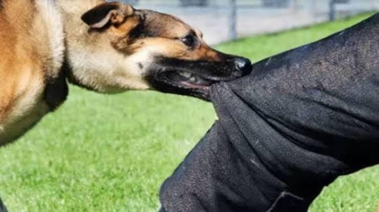 J&K: Girl died due to bite of mad dog, vaccine given to 21 people, CMO team started vaccination campaign