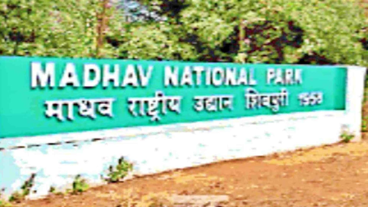 Shivpuri News: Madhav National Park gets status of Tiger Reserve and gift of two new tigers