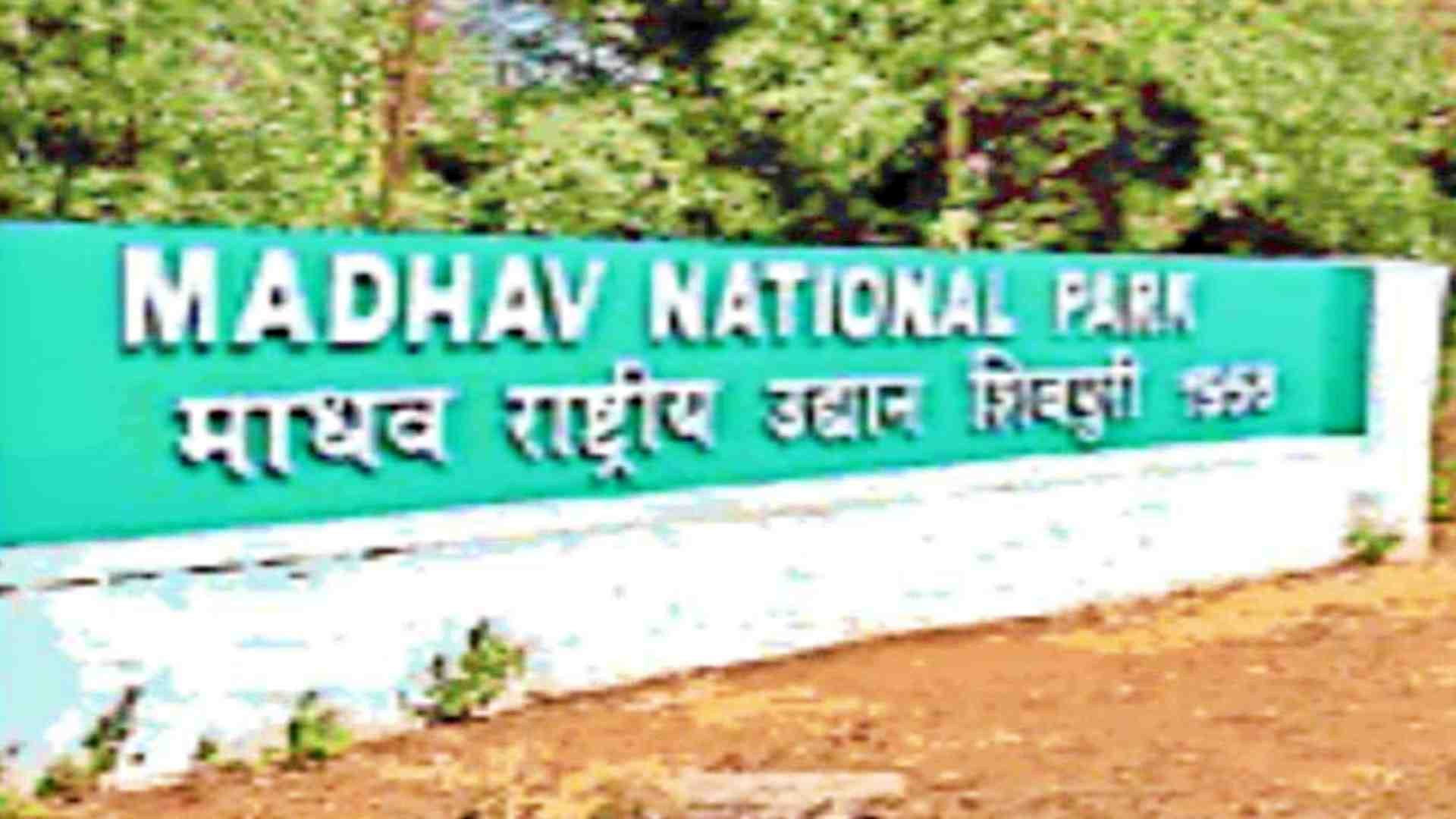 शिवपुरी माधव राष्ट्रीय उद्यान।