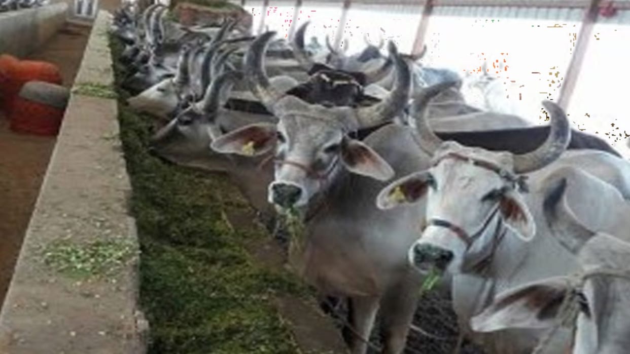 Chhattisgarh News: CG Government Cowshed grant amount increased
