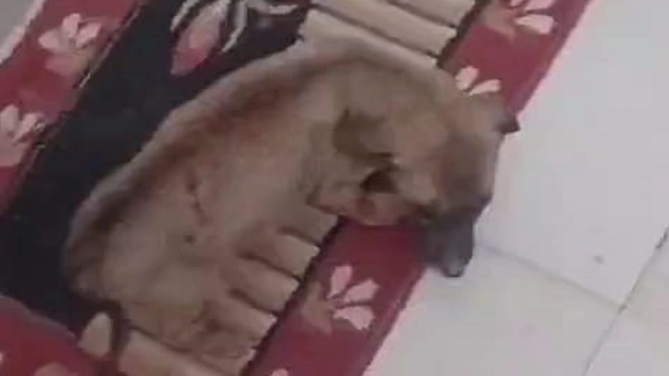 Incidents of cruelty to dogs took place in Sikandra New Agra and Shahganj in Agra