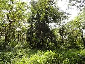 रातापानी अभ्यारण