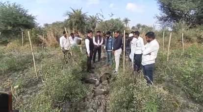 आठ मोरों की मौत