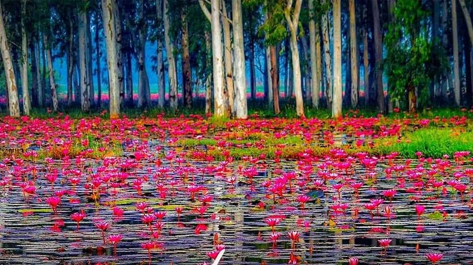 Indore: Reaching Lotus Valley Gulawat will now be easier; a two-lane road will connect the tourist spot.