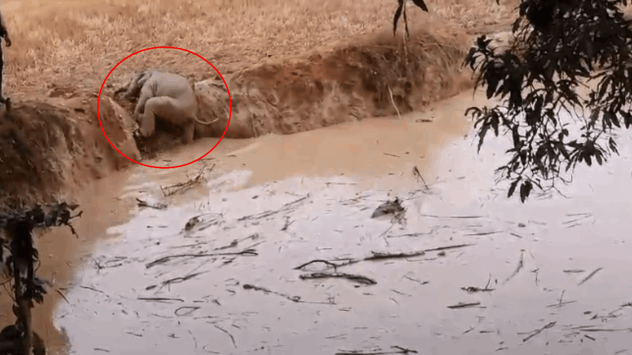 Raigarh A baby elephant got stuck in a pit