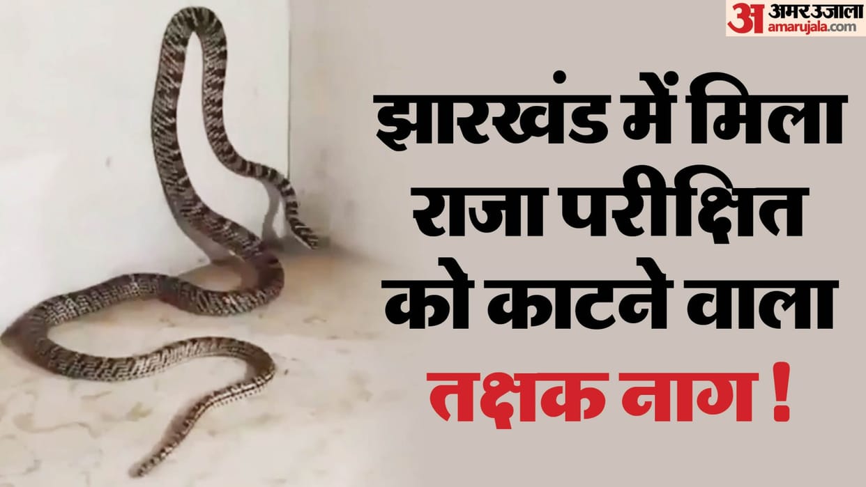 Takshak Naag: rare snake takshak naag found first time in ranchi jharkhand ornate flying snake