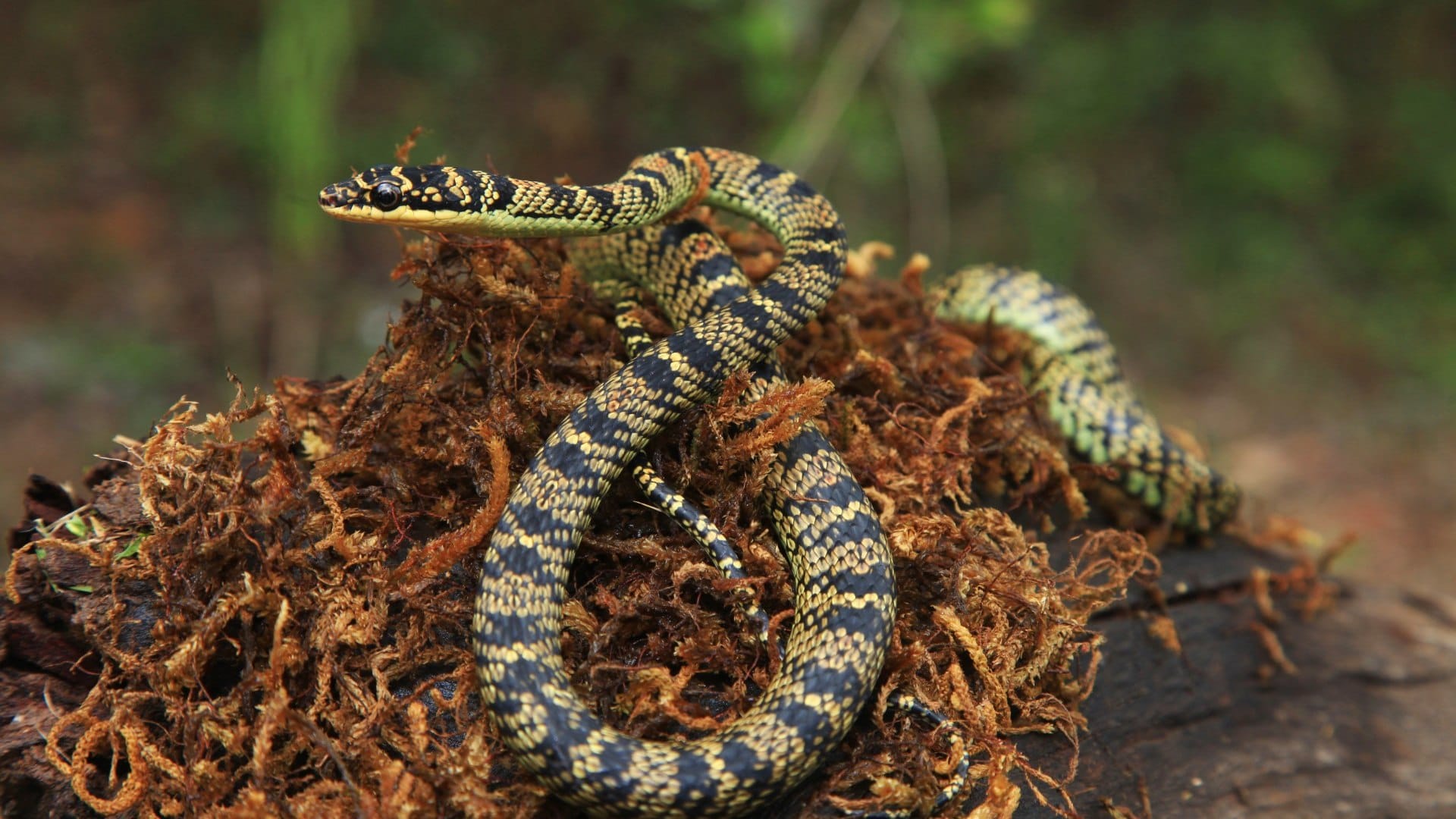 Takshak Naag: rare snake takshak naag found first time in ranchi jharkhand ornate flying snake