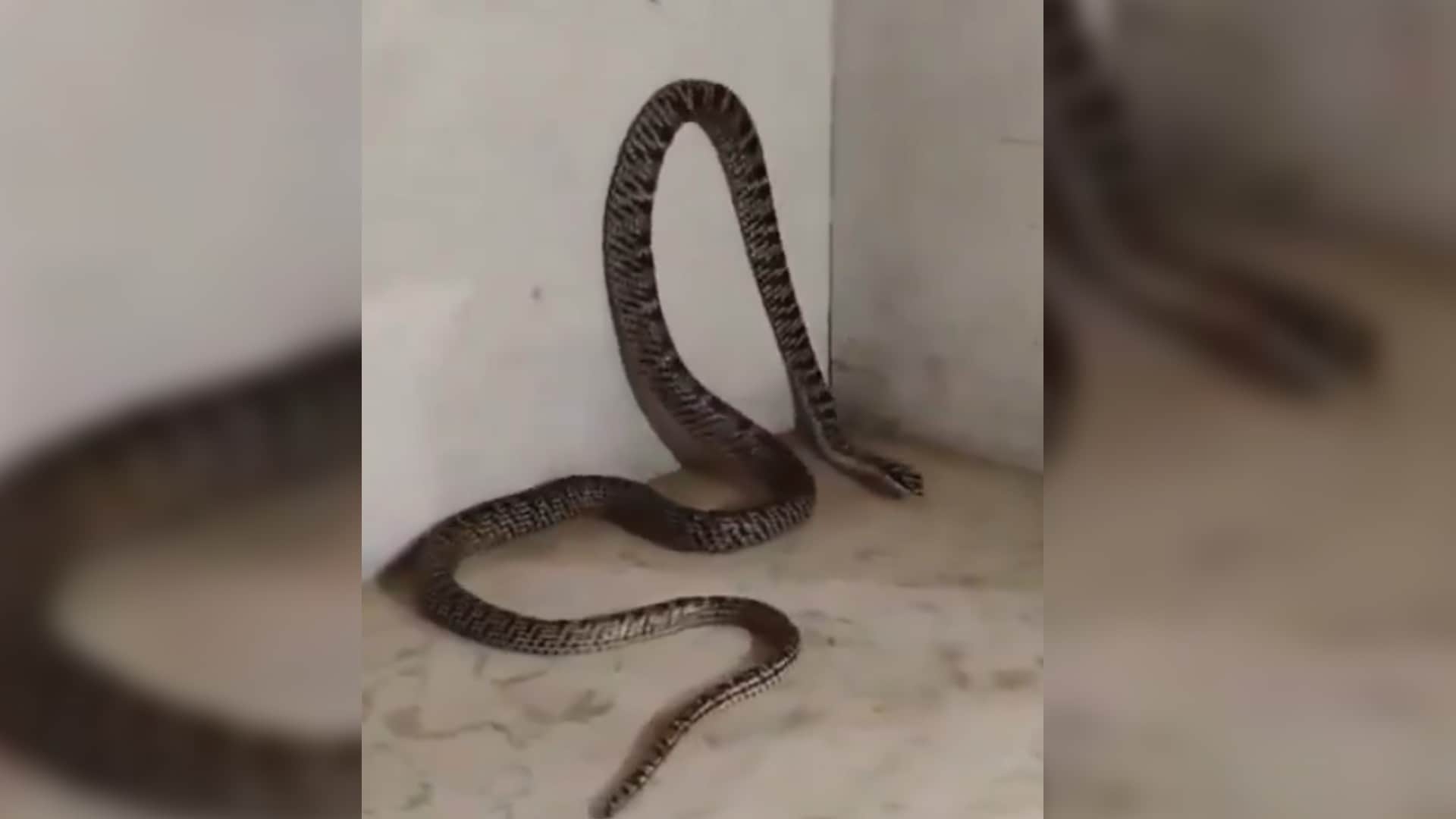 Takshak Naag: rare snake takshak naag found first time in ranchi jharkhand ornate flying snake