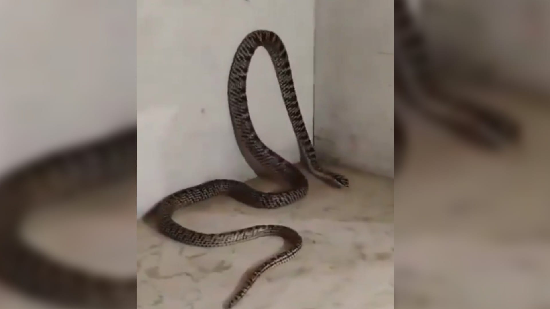 Takshak Naag: rare snake takshak naag found first time in ranchi jharkhand ornate flying snake