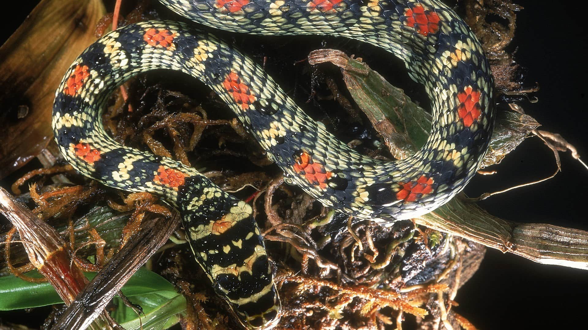 Takshak Naag: rare snake takshak naag found first time in ranchi jharkhand ornate flying snake