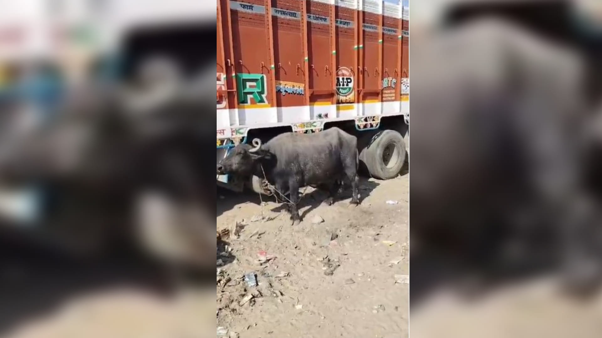 बनाड़ थाने में बंधी भैंस