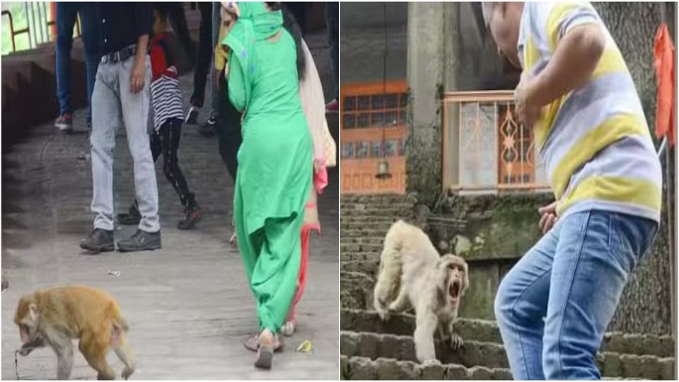 Monkeys become trouble for devotees