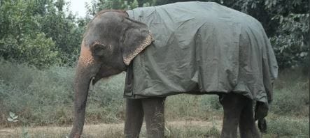 Arrangements made to protect elephants from cold winds