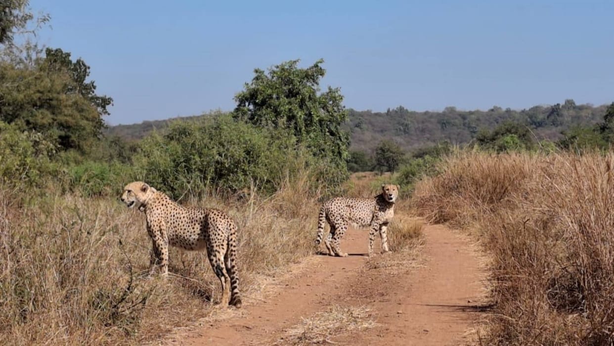 Kuno National Park Two male leopards released in Kuno National Park named Vayu and Agni