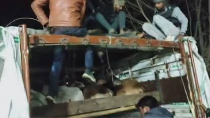 Tikamgarh News Bajrang Dal workers caught truck full of cattle near Khargapur police is investigating matter
