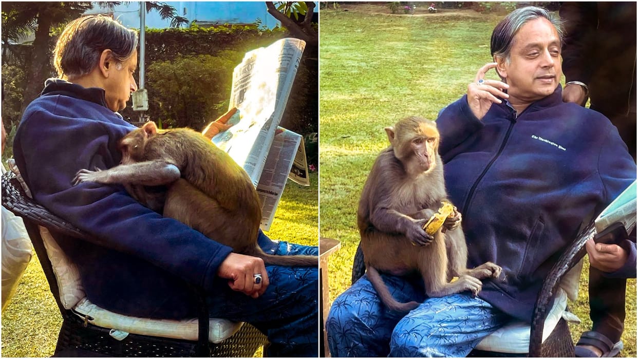 A strange incident happened with MP Shashi Tharoor, a monkey ran towards him, hugged him and...