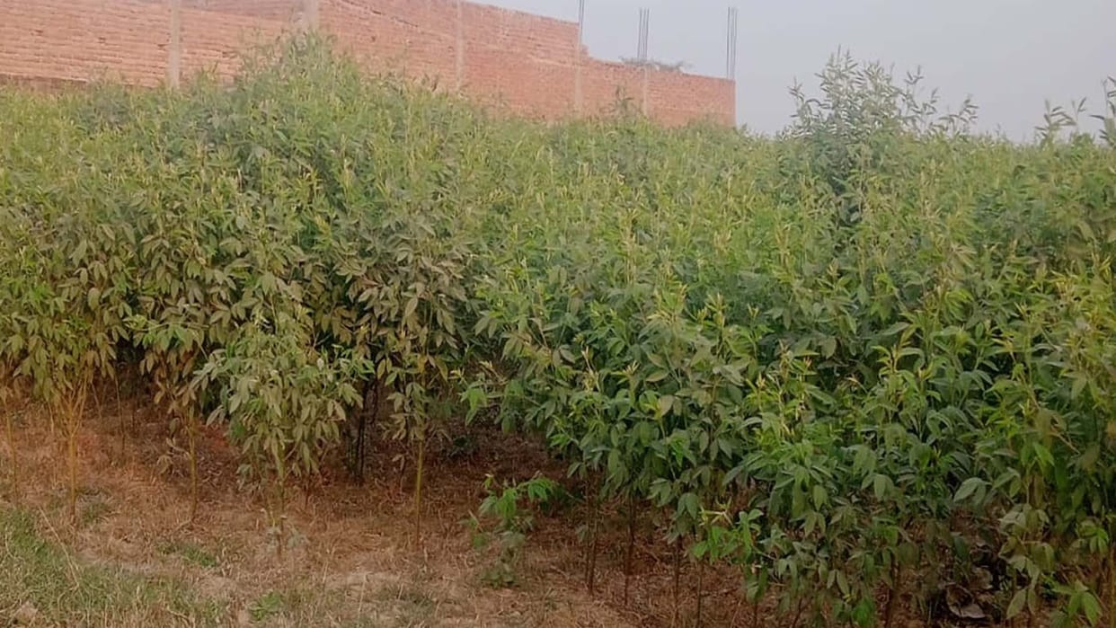 Bundelkhand's organic tur dal will get global recognition, efforts are on to get GI tag