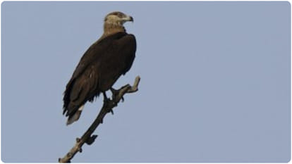 fish eagle bird in india history and life cycle details in hindi
