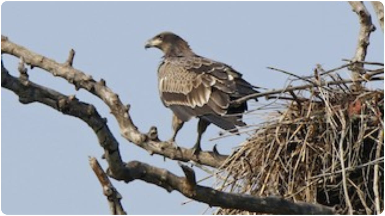 fish eagle bird in india history and life cycle details in hindi