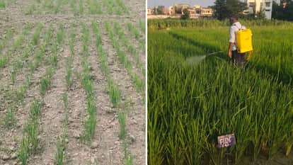Soil Health Deteriorating in Agra Due to Imbalanced Fertilizer Use, Soil Testing Boosts Crop Yield