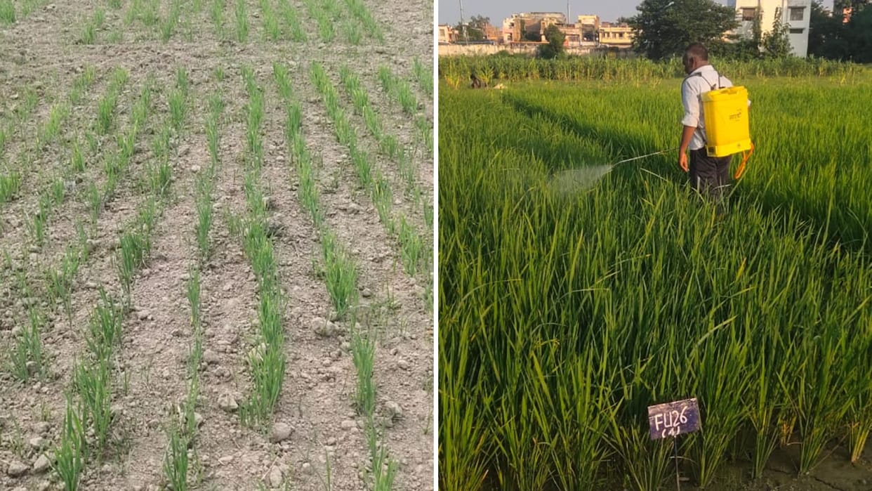 Soil Health Deteriorating in Agra Due to Imbalanced Fertilizer Use, Soil Testing Boosts Crop Yield