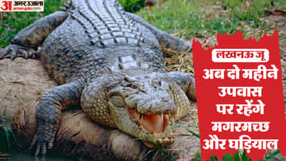 Lucknow Zoo: Animals' diet changed in winter, amount of jaggery increased, food for some animals will be stopp