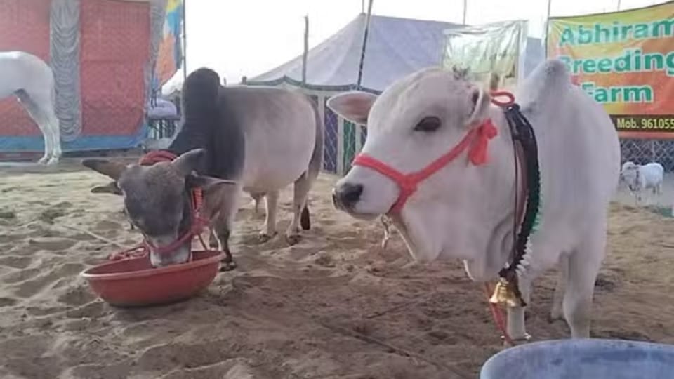 UP: Video of two and a half feet Punganur cow with PM Modi goes viral... People of Meerut started buying it