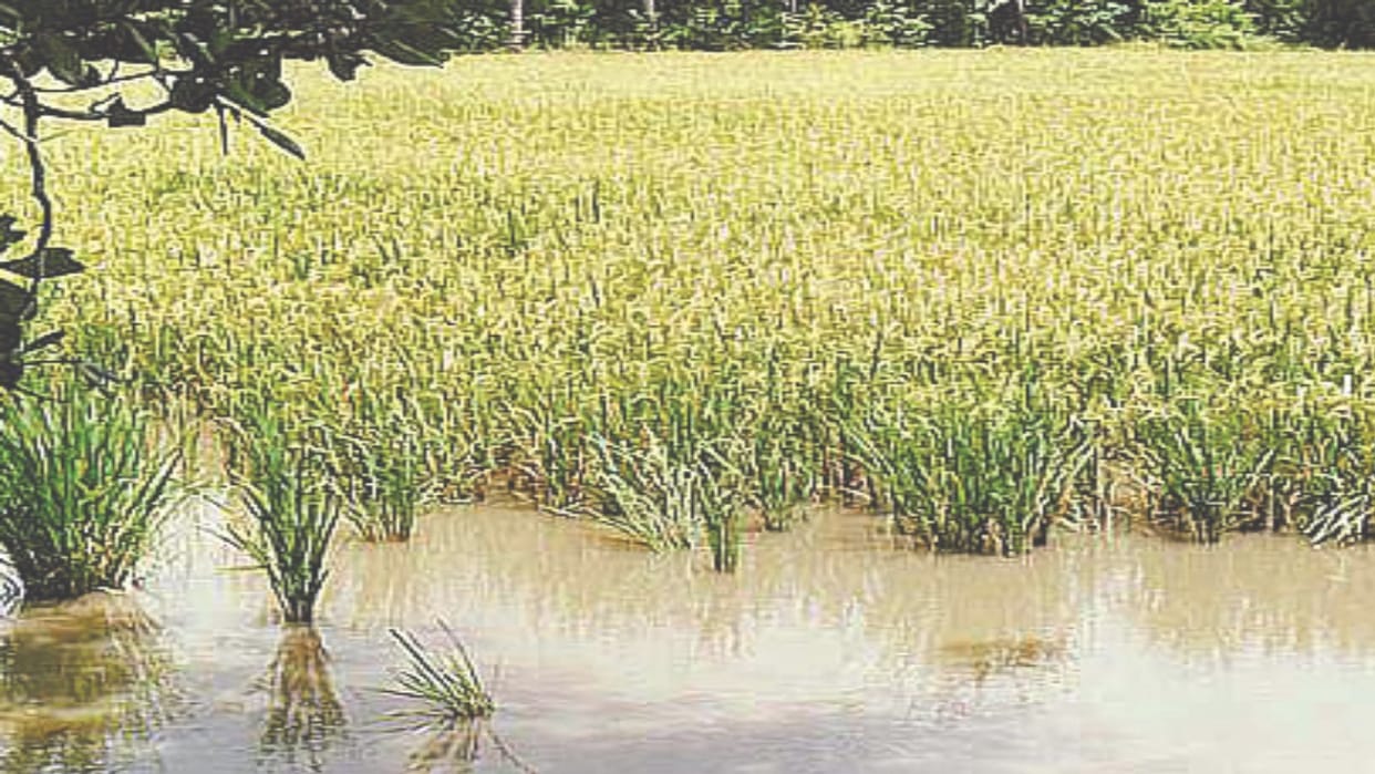 Farming: Rice will not be affected by blight disease, production will also be good; Agriculture University Pa