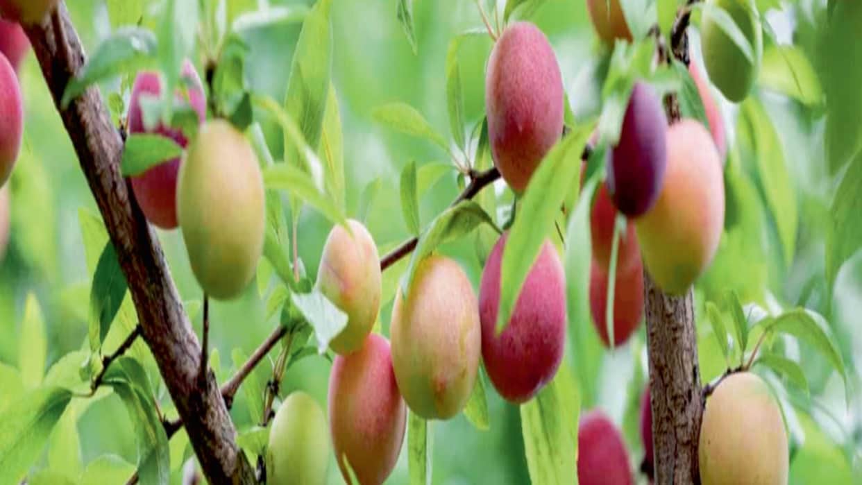 Global warming attacks the fruits of Uttarakhand read All Update in hindi