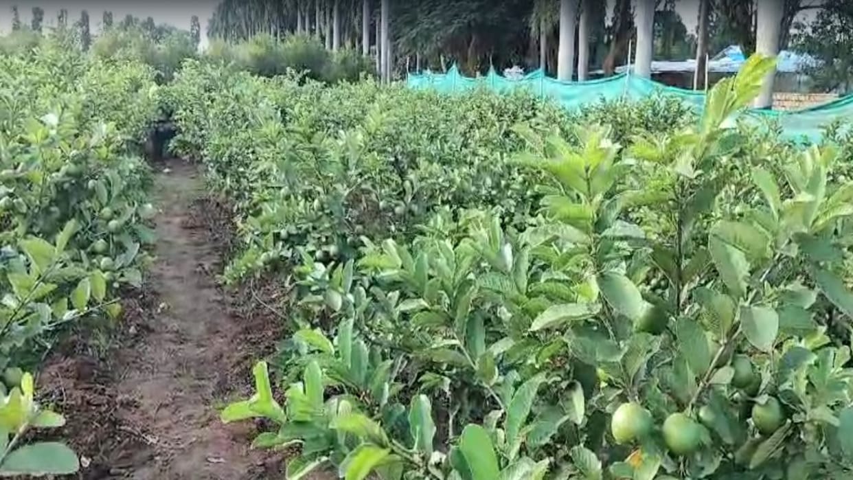 Horticulture: Arka Kiran, Rashim and Mridula guava will be produced in Himachal