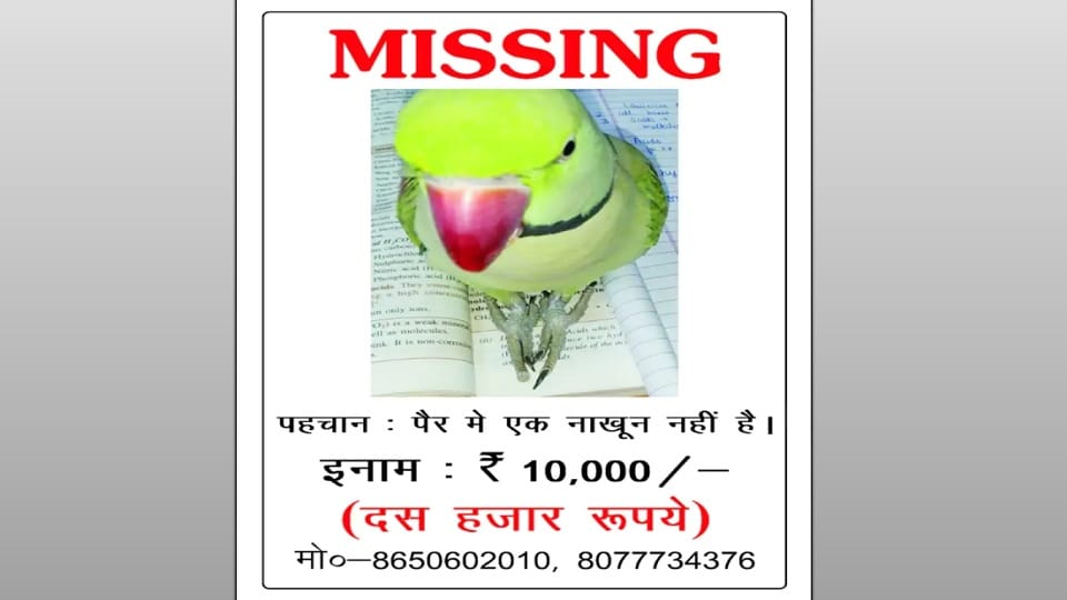Meerut: Find the parrot and get a reward of 10 thousand rupees! Posters put up all over