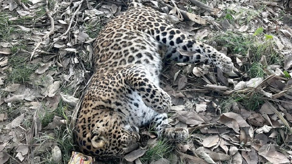 Bijnor: Leopard had climbed a tree in the farmer's field, fell down with a thud and death