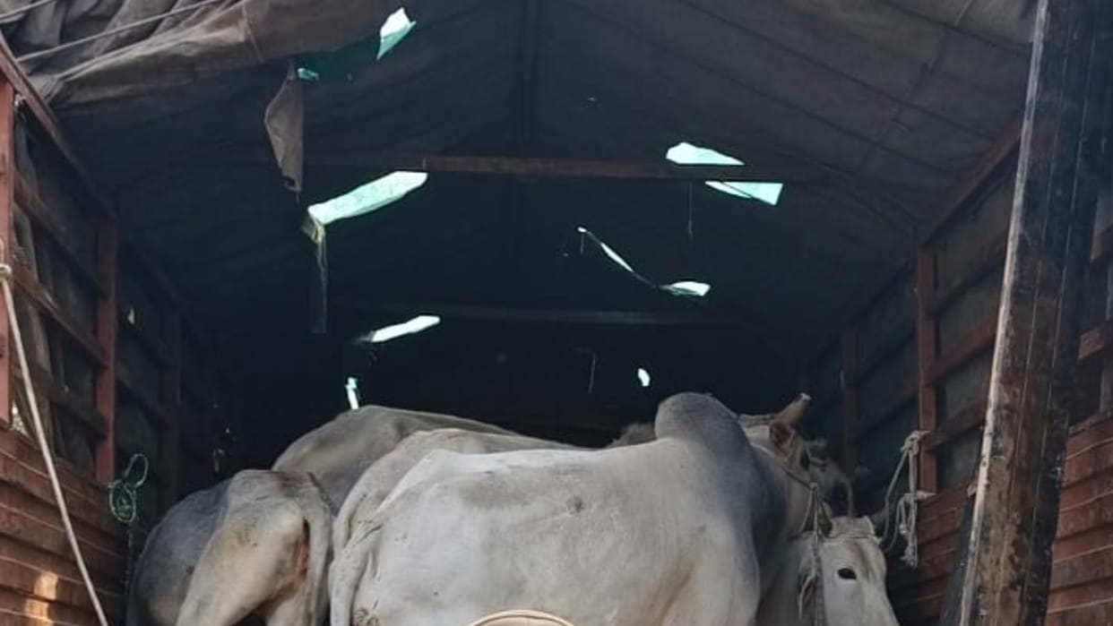 Stray animals smuggled from UP to West Bengal police arrested smuggler in lakhimpur kheri