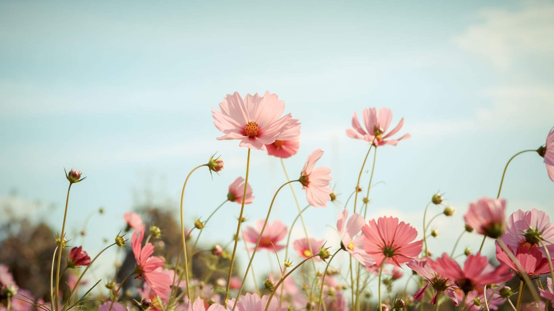 Why are these five things included in the marriage alliance? Every object has special importance