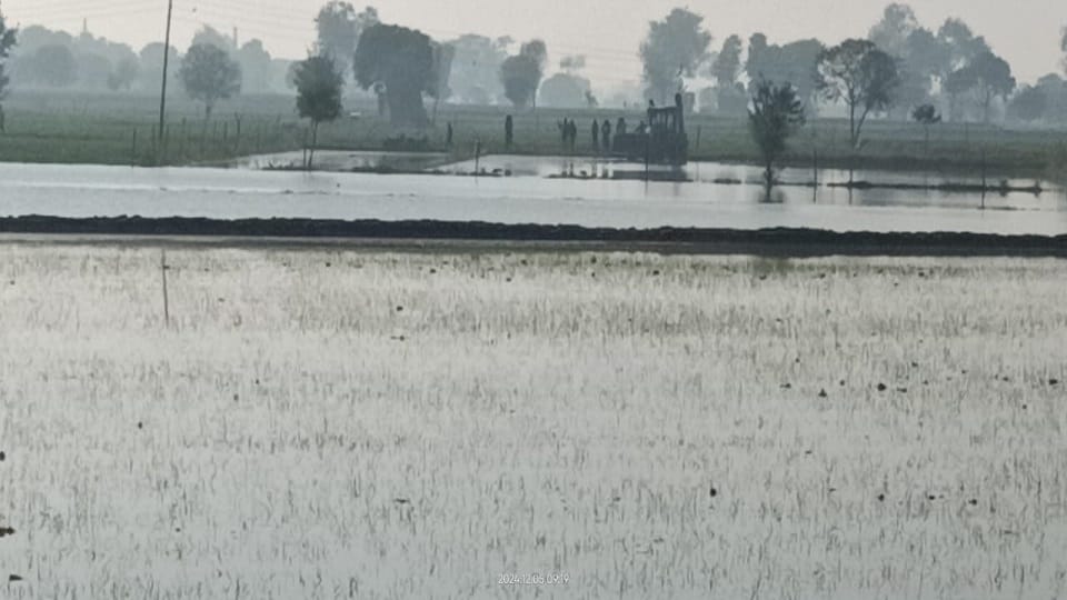 Fields filled with water due to Rajbaha overflowing