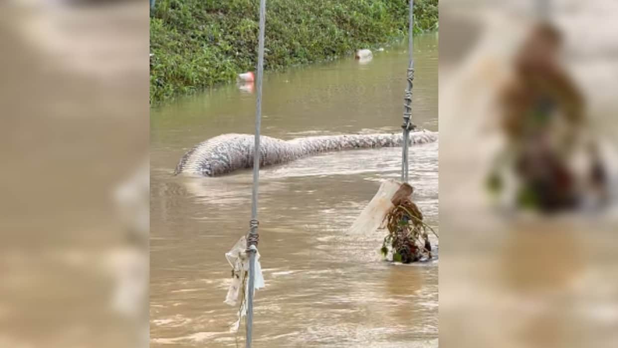 Viral Video: massive python in flood water on road in thailand