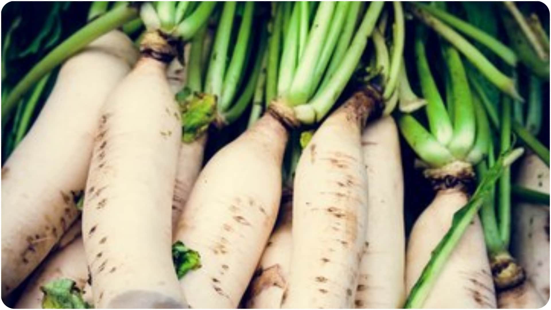 Winter Gardening Tips Plant These Flowers and Vegetables Before Winter Season