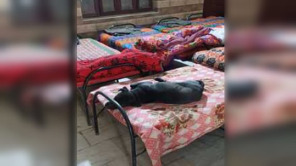 Where should the homeless go: Dogs in night shelters, people forced to sleep in the open on the streets