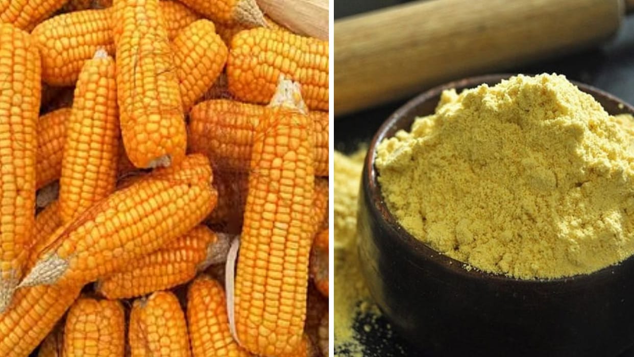 Himachal Organic corn flour will be available at depots at Rs 50 per kg