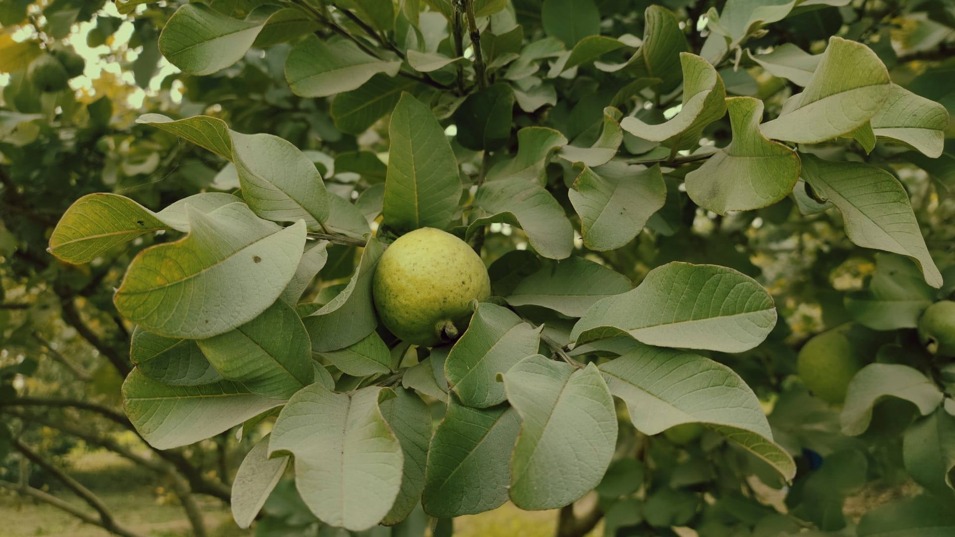 how to use guava leaves in hair care in hindi