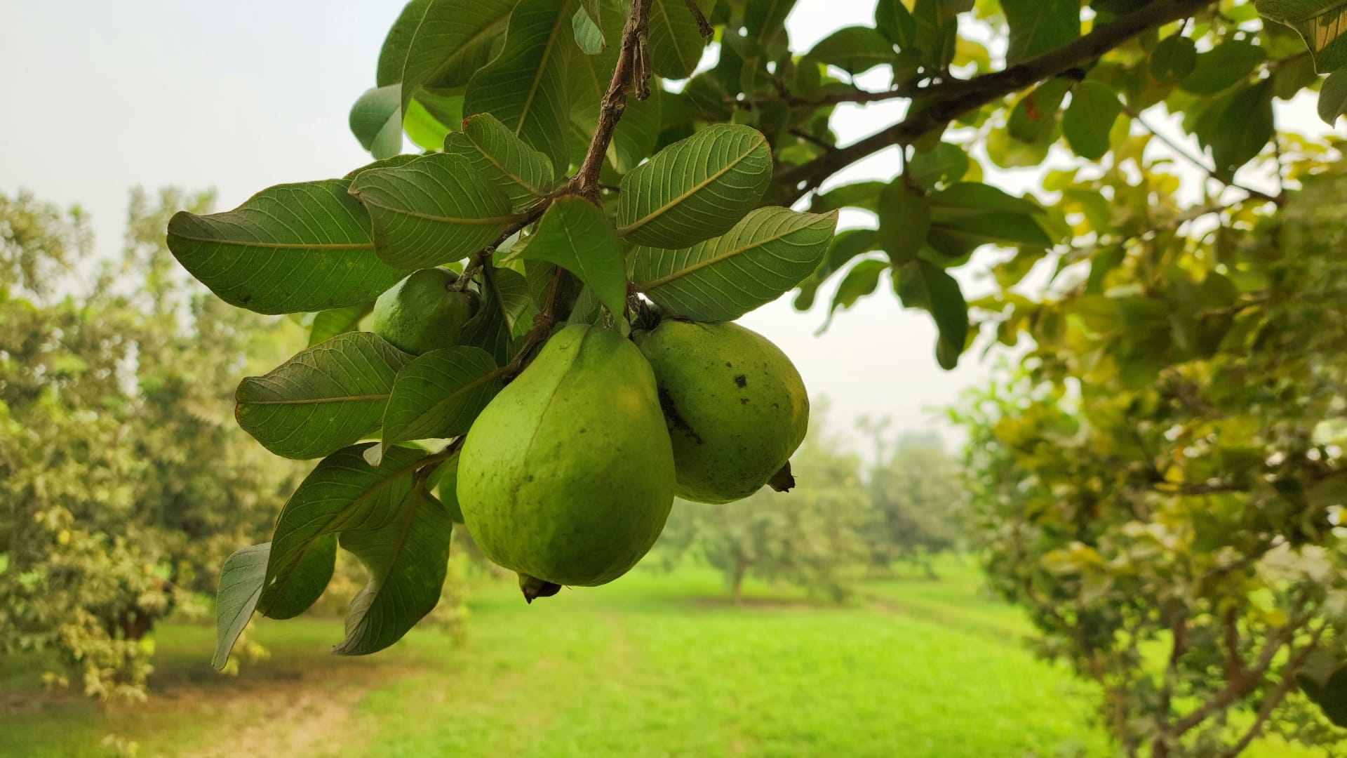 To increase immunity you can eat these fruits rich in vitamin-C in hindi