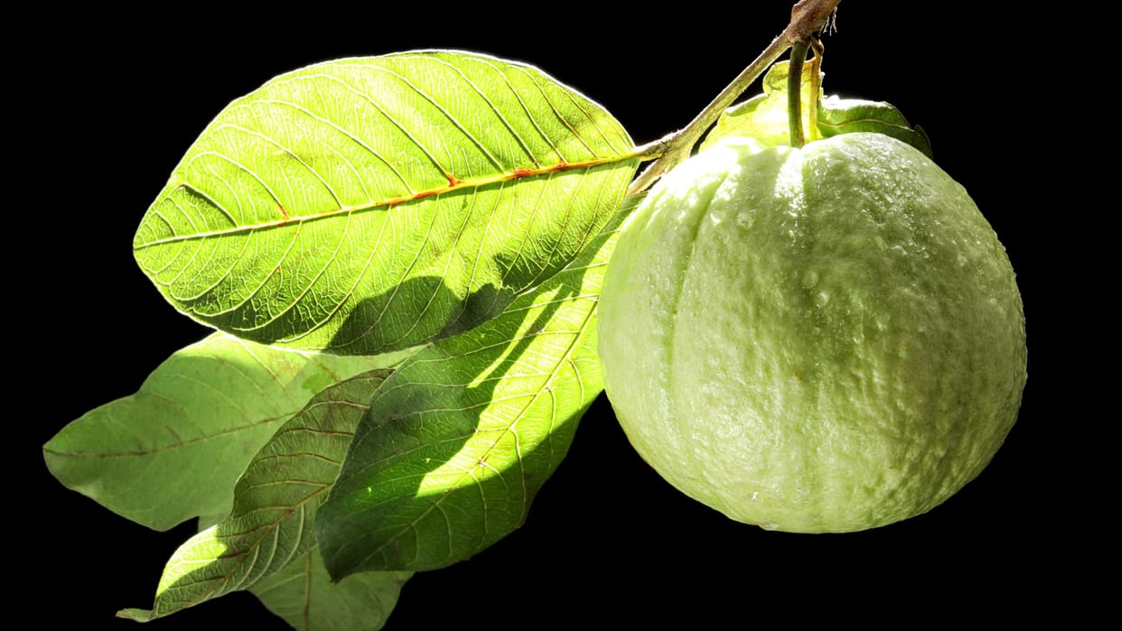 guava fruit and leaves benefits amrood ke patte aur fal khane ke fayde