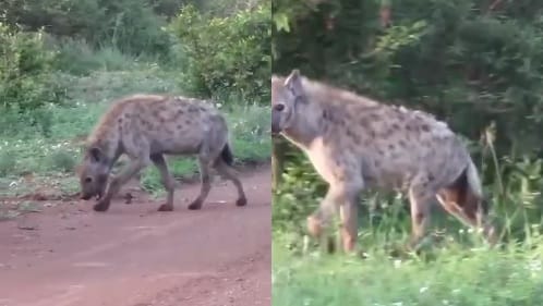Male and female hyenas separated from their cubs became ferocious roaming the streets growling