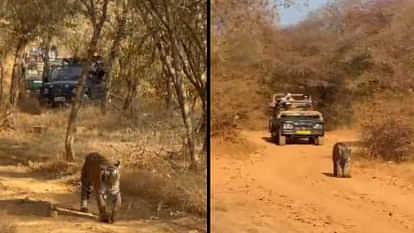 Sawai Madhopur : तीन दिवसीय निजी यात्रा पर रणथंभौर पहुंचीं प्रियंका, टाइगर सफारी का लुत्फ उठाया Sawai Madhopur: Priyanka reached Ranthambore on a three-day private visit, enjoyed the tiger safari