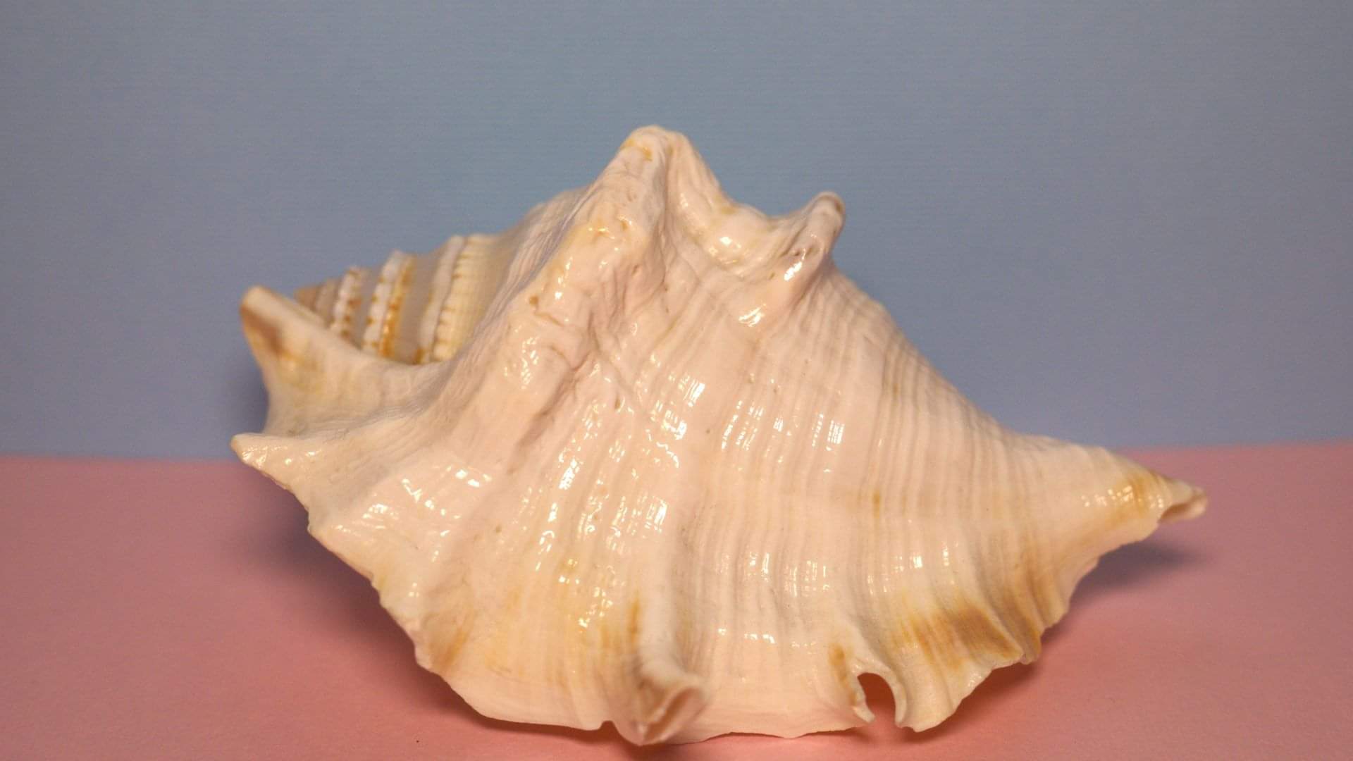 How did the conch shell originate sankh ki utapatti in hindi
