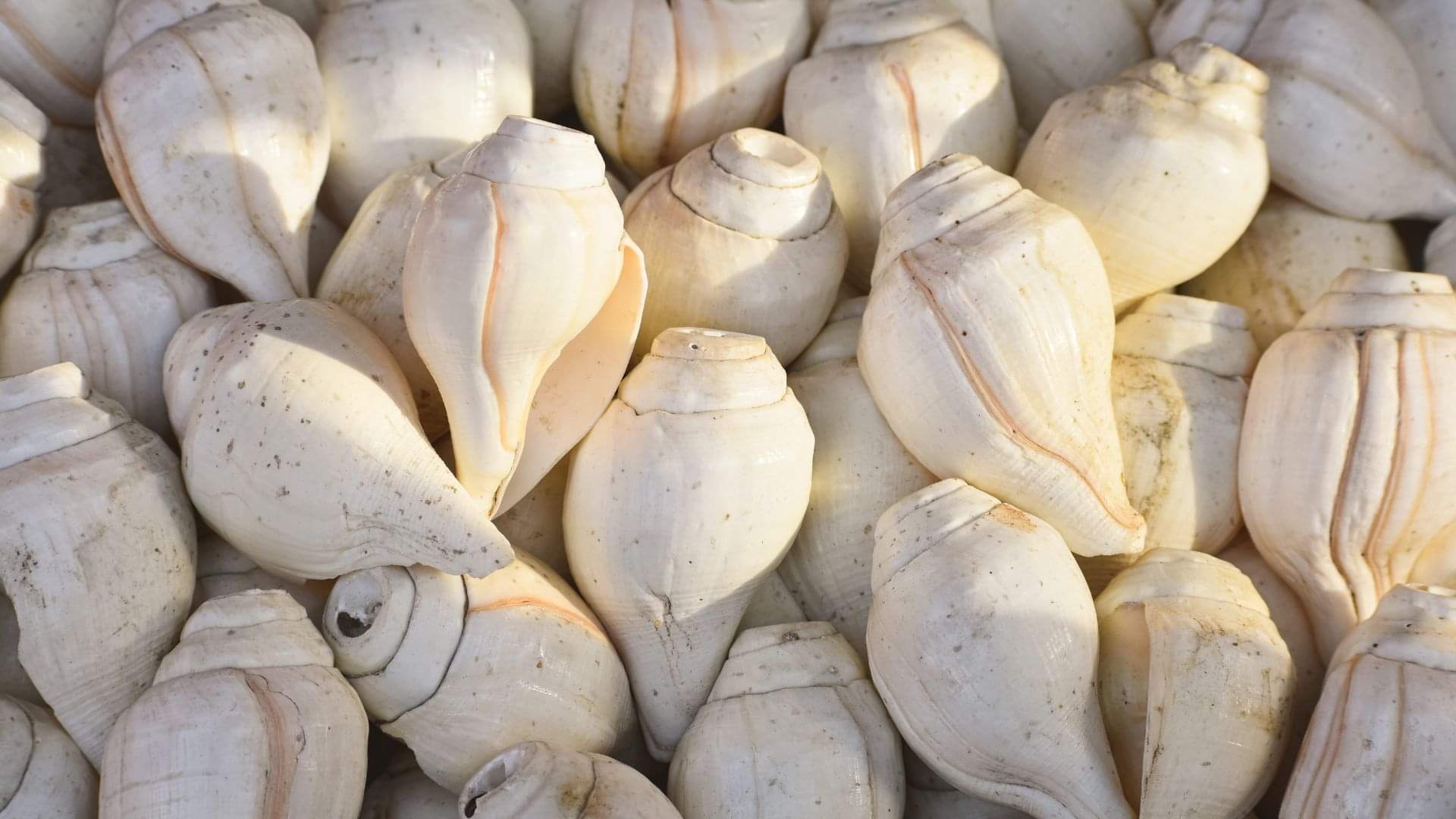 How did the conch shell originate sankh ki utapatti in hindi