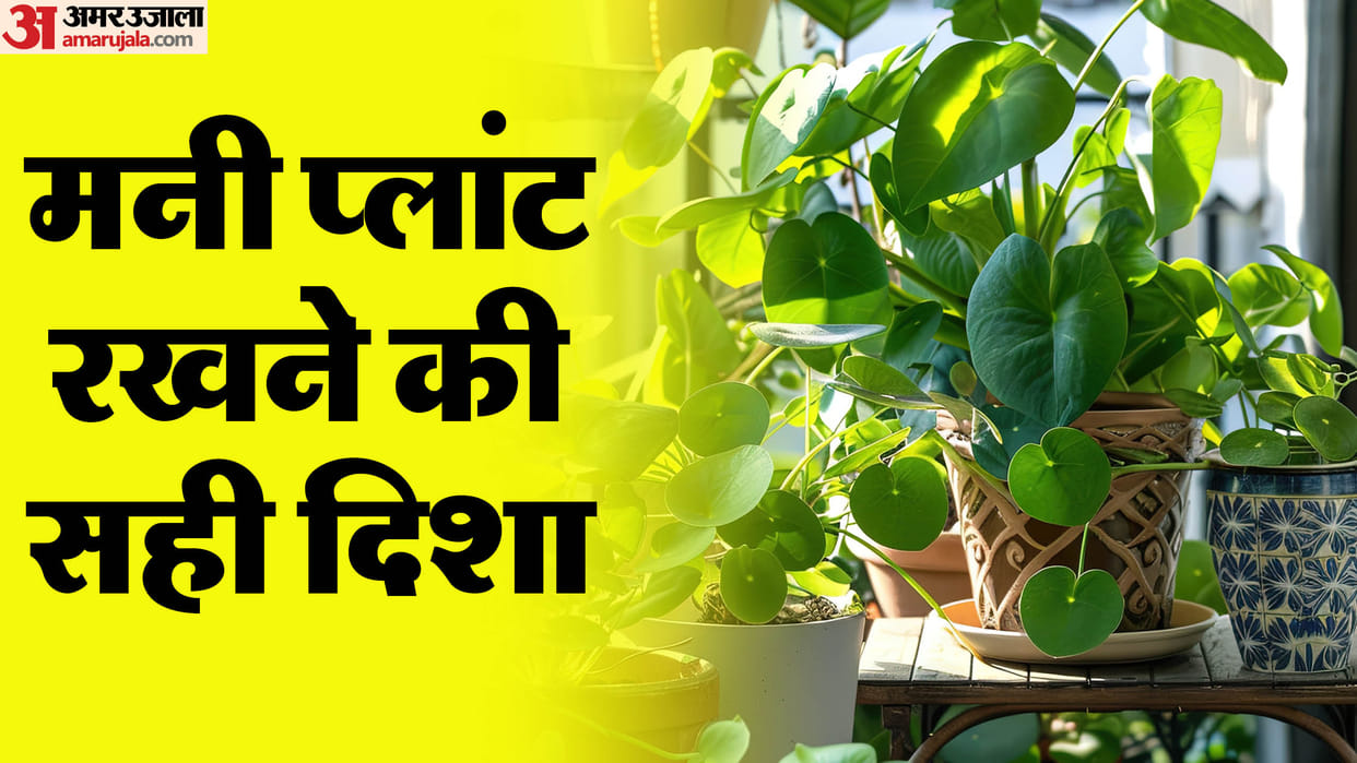 know the right direction to keep money plant in house in hindi