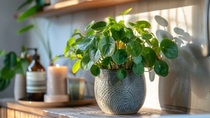 Gardening Tips: Tips to keep Money Plant green at home in Summer Season money plant hara bhara kaise rakhe