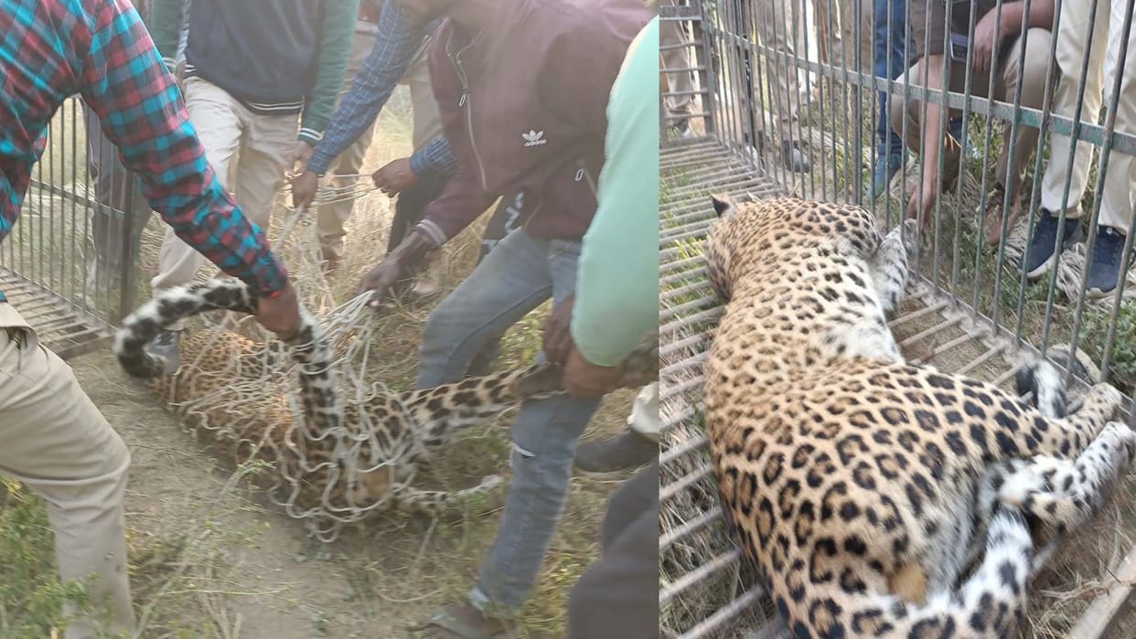 Farrukhabad: 14 people including forest department employees injured in leopard attack