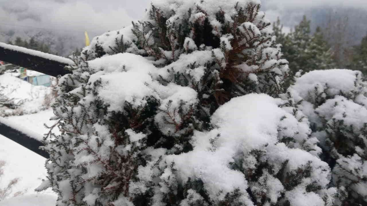Snowfall in Auli A day before Christmas heavy snowfall tourists flocked to Auli Uttarakhand Watch Photos
